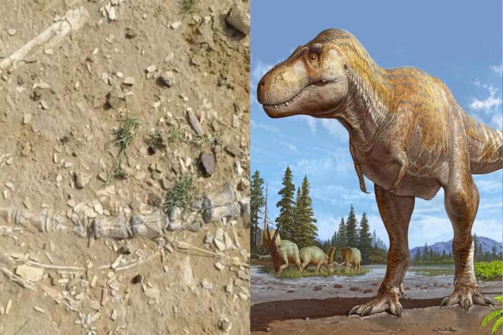 Dinosaur Era Fossils Suspected After Bone-Like Remains Found In Rajasthan